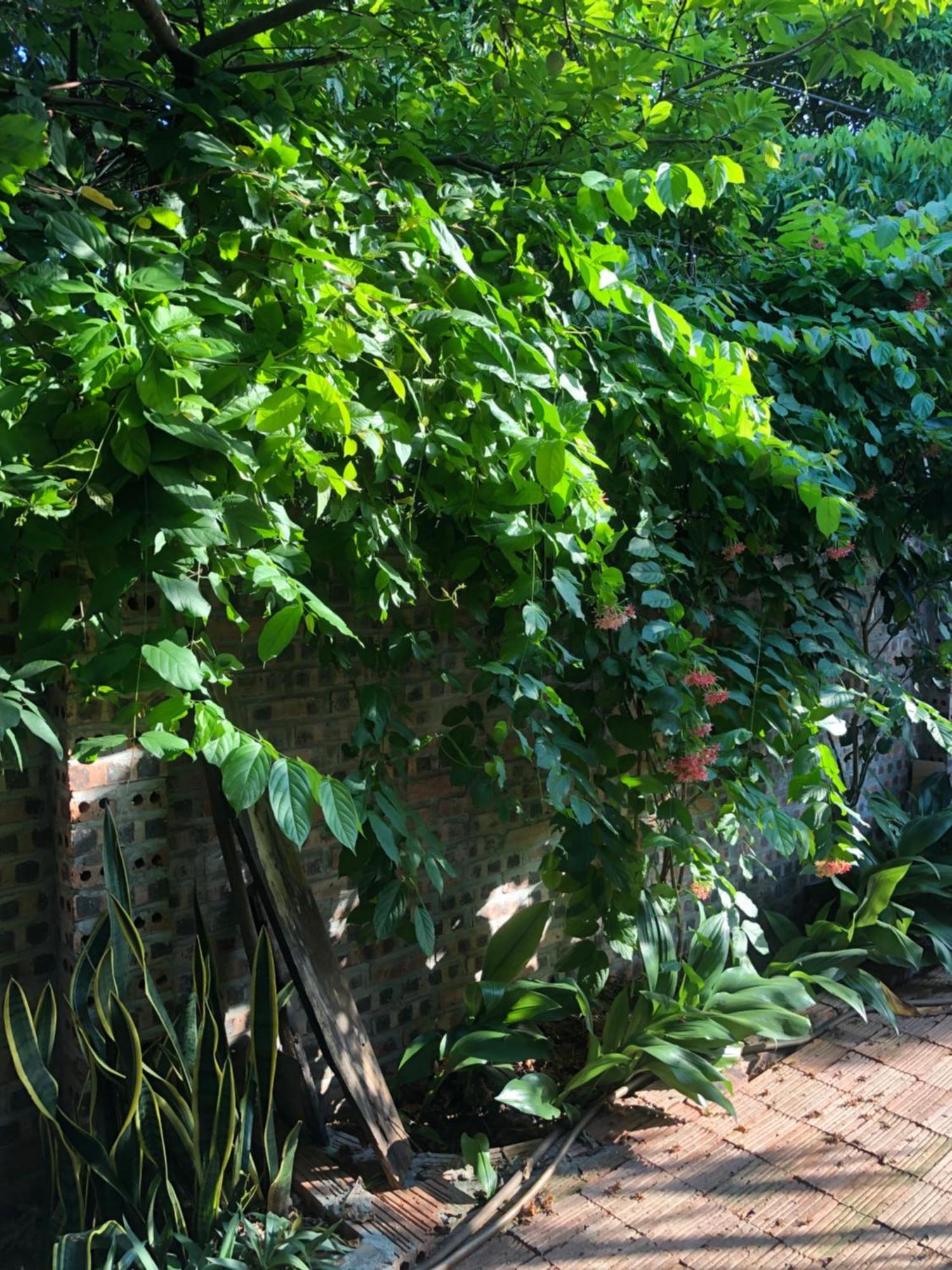 Thuy Xuyen Tam Coc Homestay Vu Lam Exterior foto